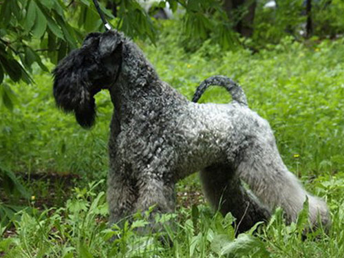 Kerry Blue Terrier Dog: Kerry Pictures Breed