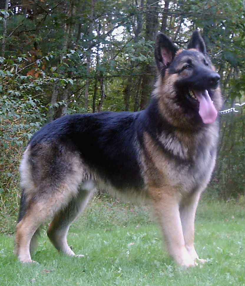 King Shepherd Dog: King King Shepherd Dog Breed