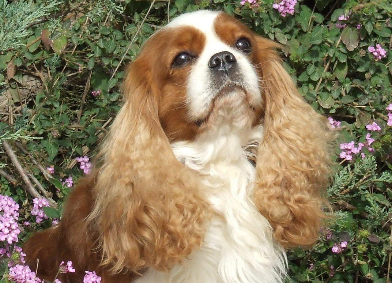 King Charles Spaniel Dog: King Nice King Charles Spaniel Dog Breed