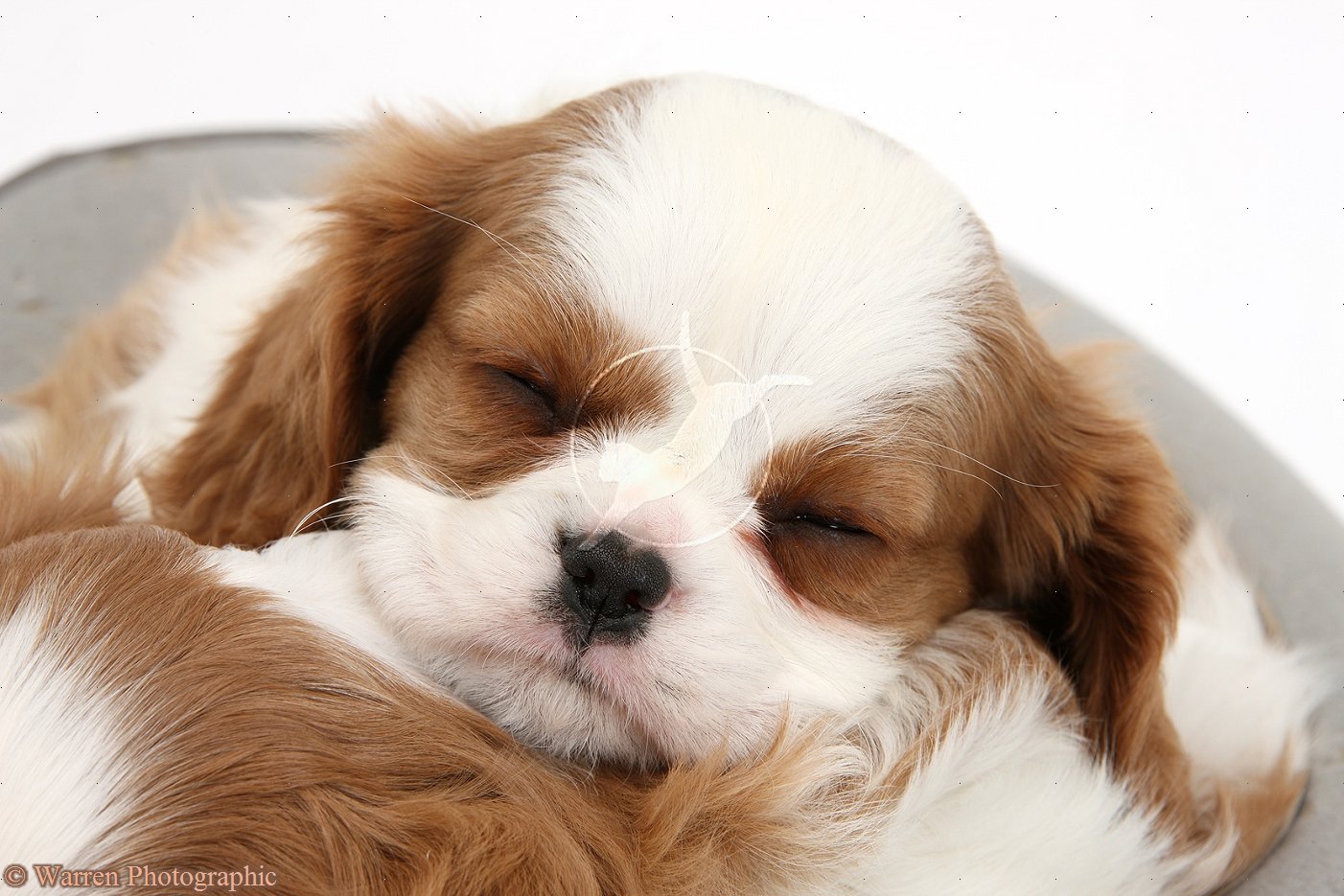 King Charles Spaniel Dog: King Sleeping King Charles Spaniel Dog Breed
