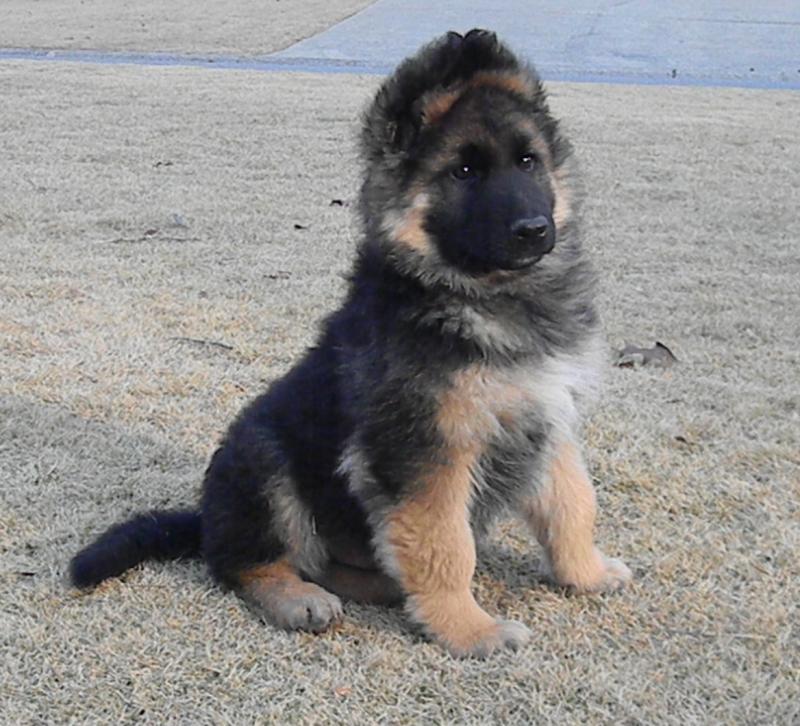 King Shepherd Puppies: King The Kings Of St Francis King Shepherd Puppies For Salehow Much Breed