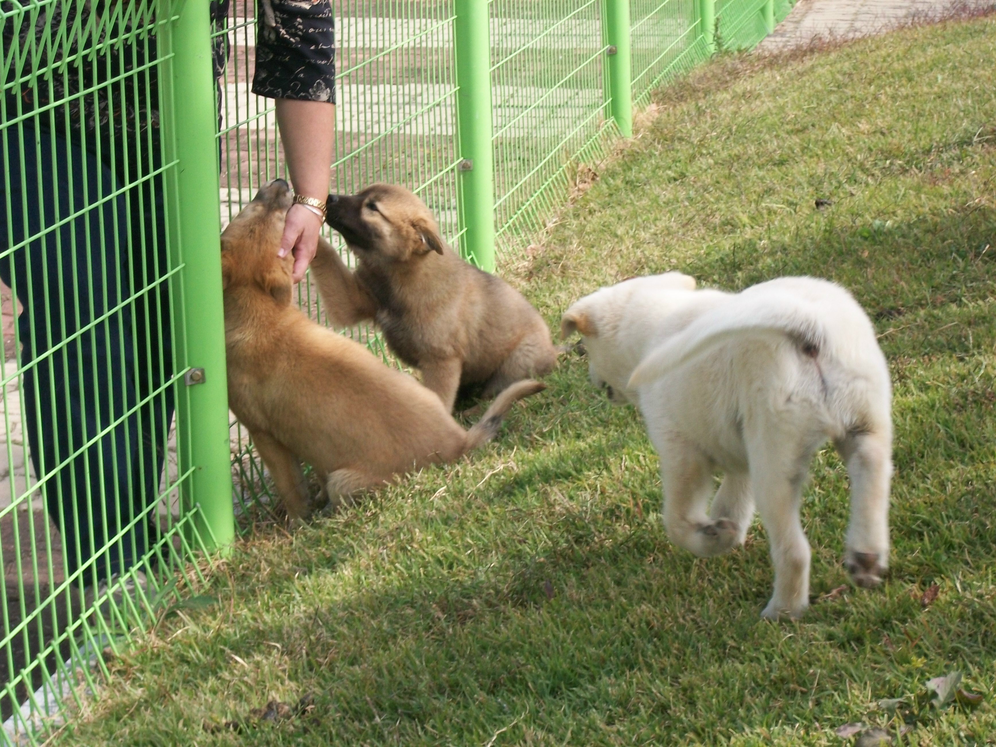 Korean Jindo Puppies: Korean Jindo Puppies At The Training Center Breed
