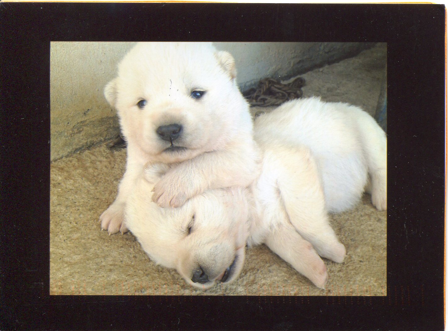 Korean Jindo Puppies: Korean Korea Breed