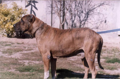 Kumaon Mastiff Dog: Kumaon Indian Sindh Mastiff Breed