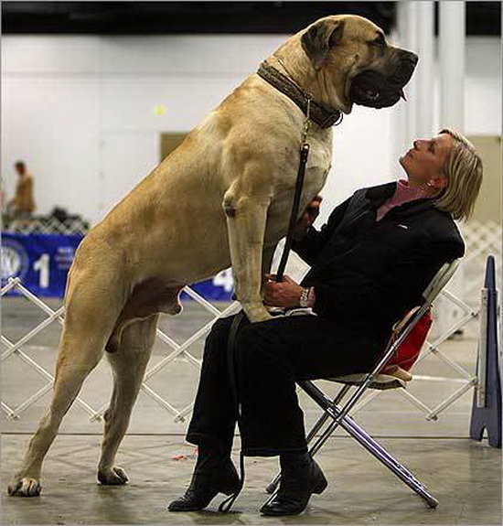 Kumaon Mastiff Dog: Kumaon Worlds Largest Dog Zorba English Breed