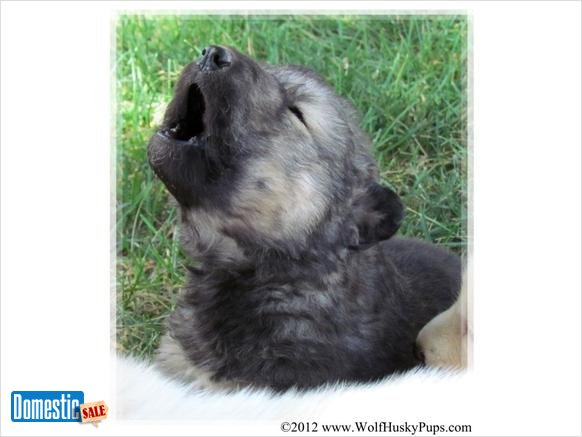 Kunming Wolfdog Puppies: Kunming Kunmingwolfdogpuppiesforsale Breed