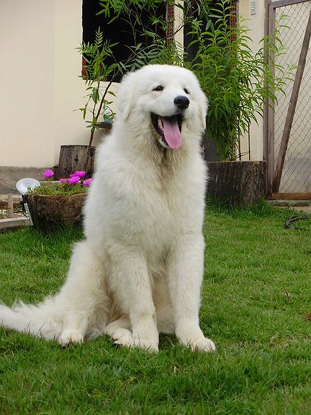 Kuvasz Dog: Kuvasz Largest Dog Breed
