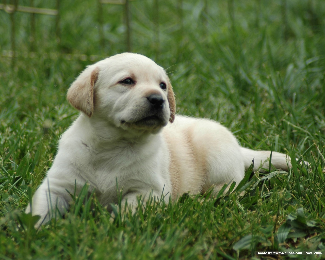 Labrador Retriever Dog: Labrador Dog Breed Labrador Retriever