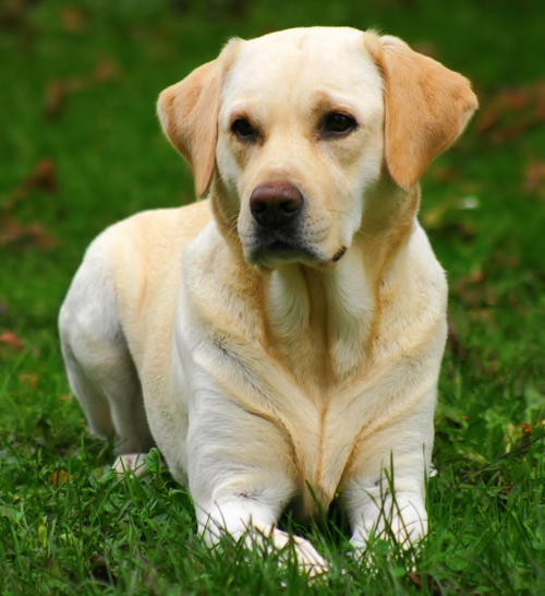 Labrador Retriever Dog: Labrador Labrador Breed