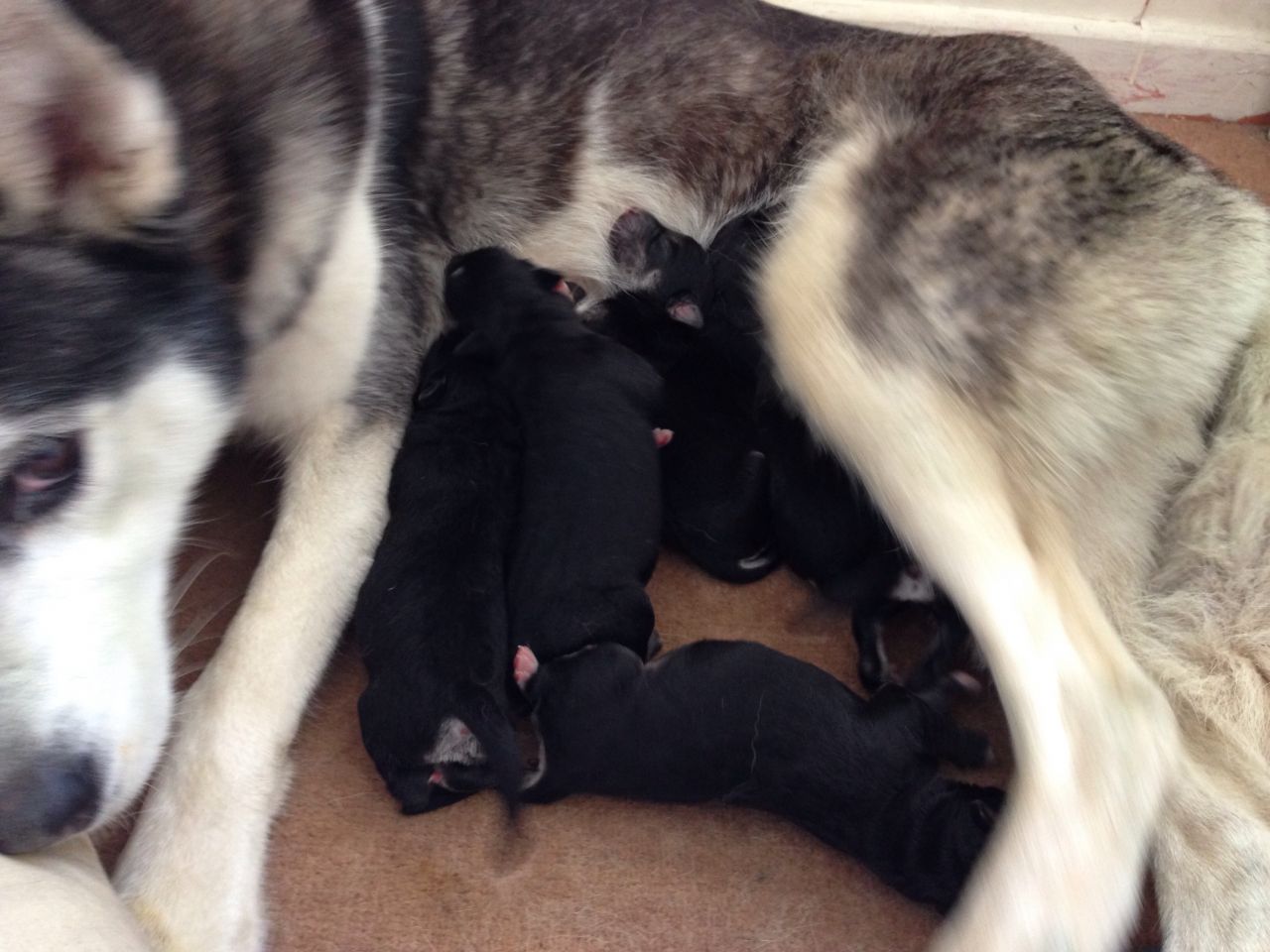 Labrador Husky Puppies: Labrador Labrador Husky Cross Puppies For Sale Loughborough Breed
