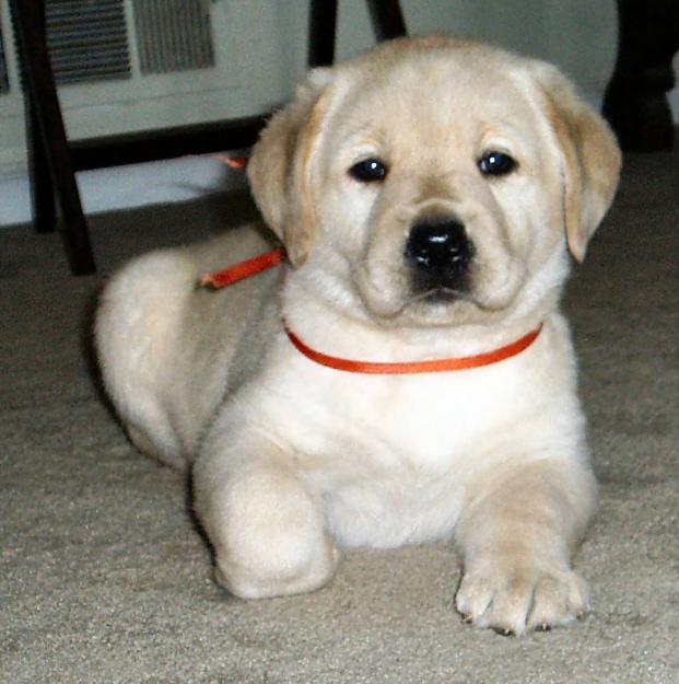 Labrador Retriever Dog: Labrador Labrador Retriever Dog Puppies For Sale Breed