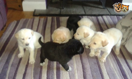 Labrador Husky Puppies: Labrador Only One Left Of Husky Cross Labrador Puppies Scunthorpe Breed