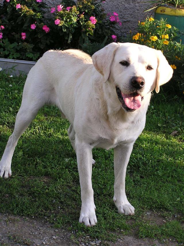 Labrador Retriever Dog: Labrador S Breed