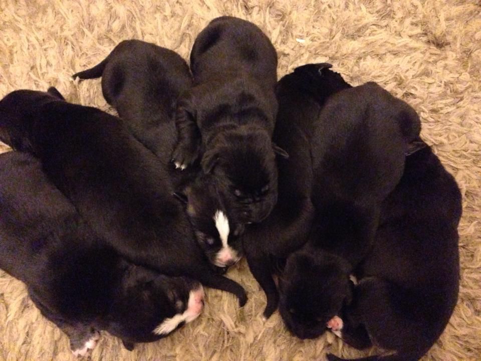 Labrador Husky Puppies: Labrador Stunning Labrador X Husky Puppies For Sale Gateshead Breed