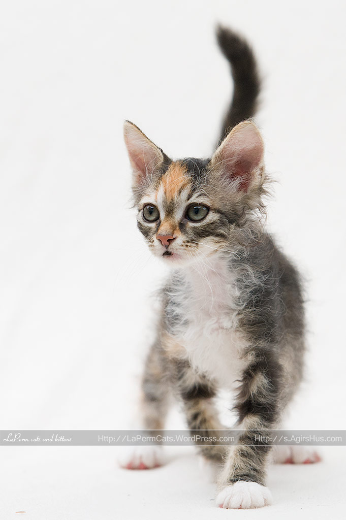 Laperm Cat: Laperm Weeks Old Laperm Kitten Breed