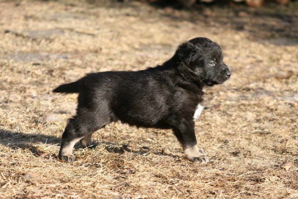 Lapponian Herder Dog: Lapponian Lapponian Herder Puppy Breed