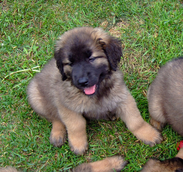 Leonberger Puppies: Leonberger Breed