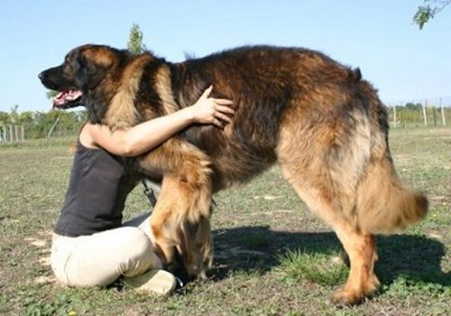 Leonberger Dog: Leonberger Extra Large Leonberger Dog Breeds