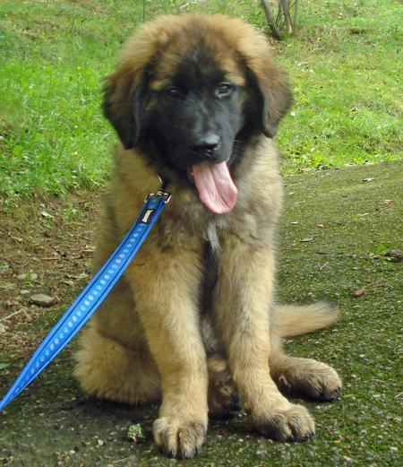 Leonberger Puppies: Leonberger Fozzie The Leonberger Breed