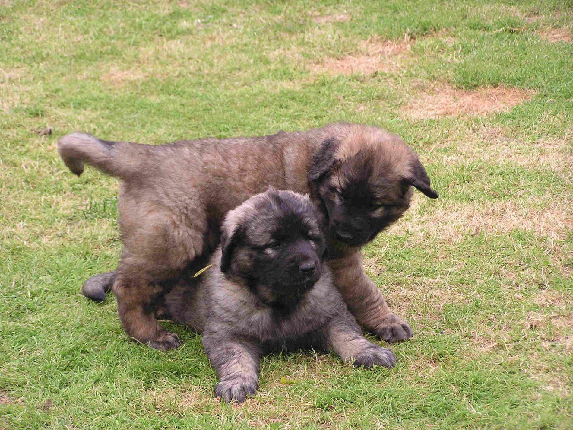 Leonberger Puppies: Leonberger Leonberger Breed