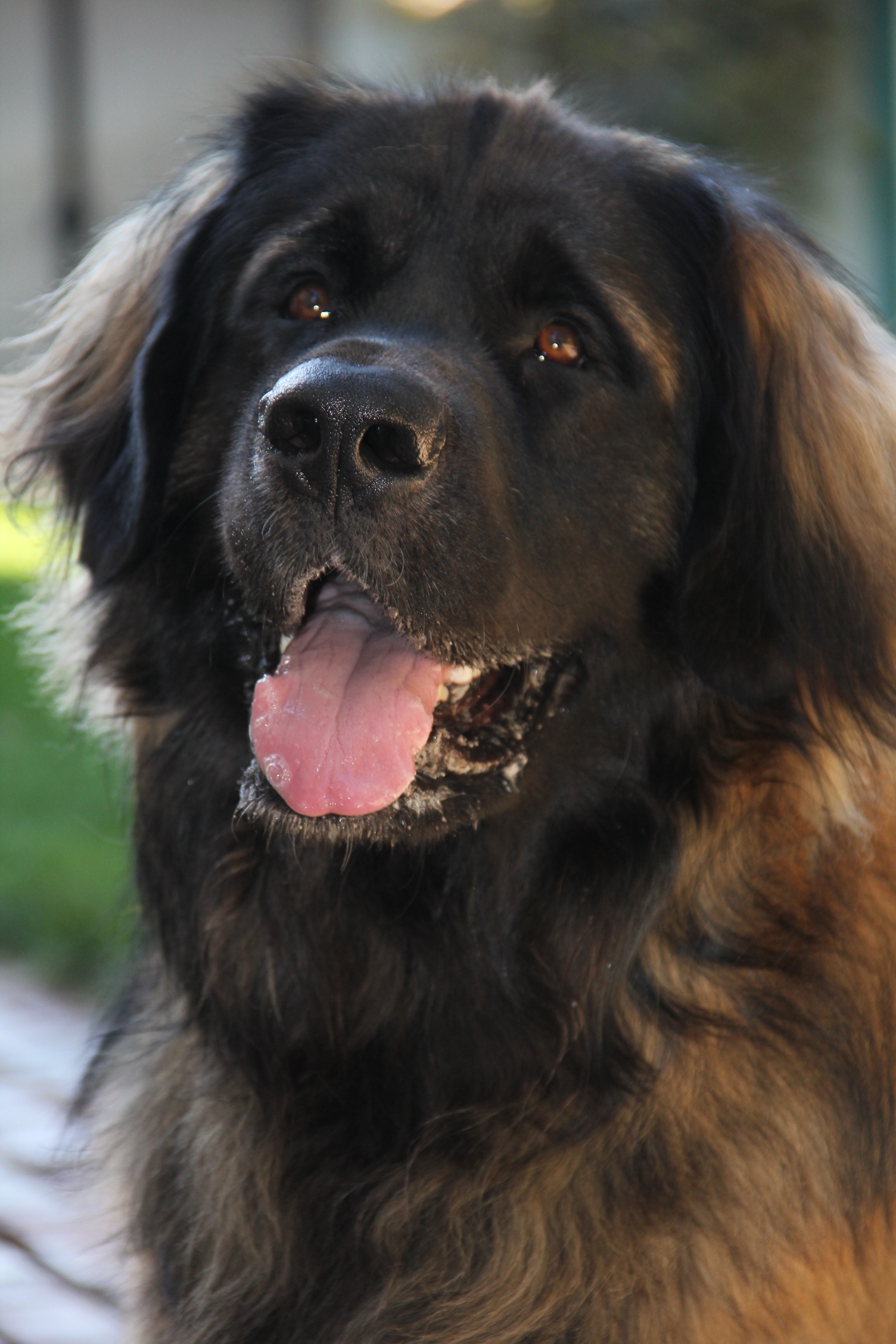 Leonberger Dog: Leonberger Leonberger Dogs Breed