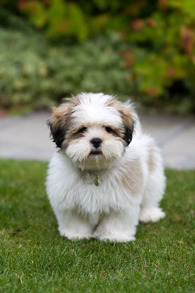 Lhasa Apso Puppies: Lhasa Lhasa Apso Puppy Pictures Breed