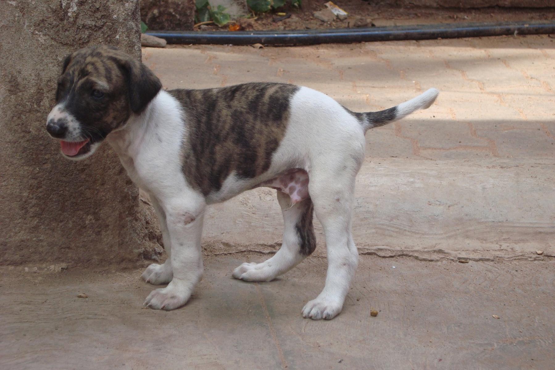 Lithuanian Hound Puppies: Lithuanian Dheerajsimmi Caravan Hound Breed