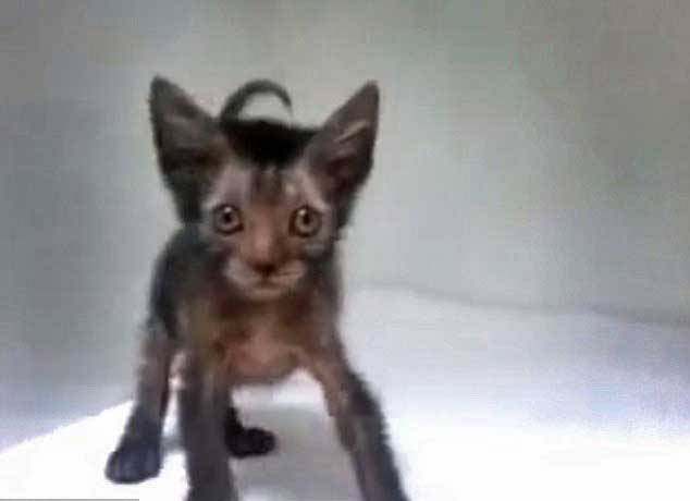 Lykoi Kitten: Lykoi Lykoi Kitten Video Breed
