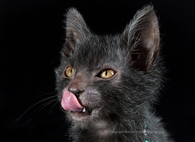 Lykoi Kitten: Lykoi Lykoi The Werewolf Cat Breed