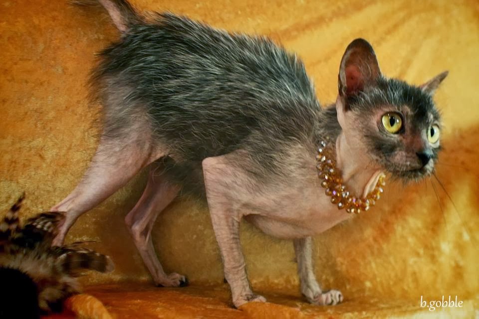 Lykoi Kitten: Lykoi The Strange Lykoi Cat Feline Mutant Breed
