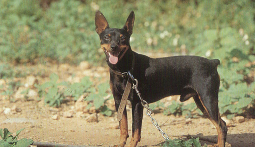Majorca Ratter Puppies: Majorca Dedicatedserver Reselling Breed