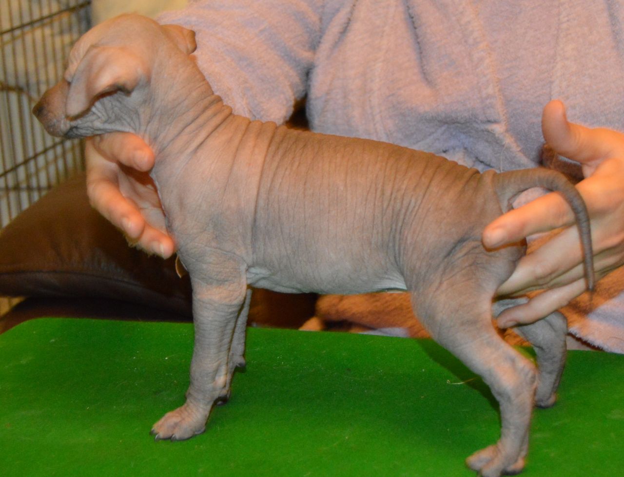 Mexican Hairless Puppies: Mexican Mexican Hairless Miniature Puppies Heanor Breed
