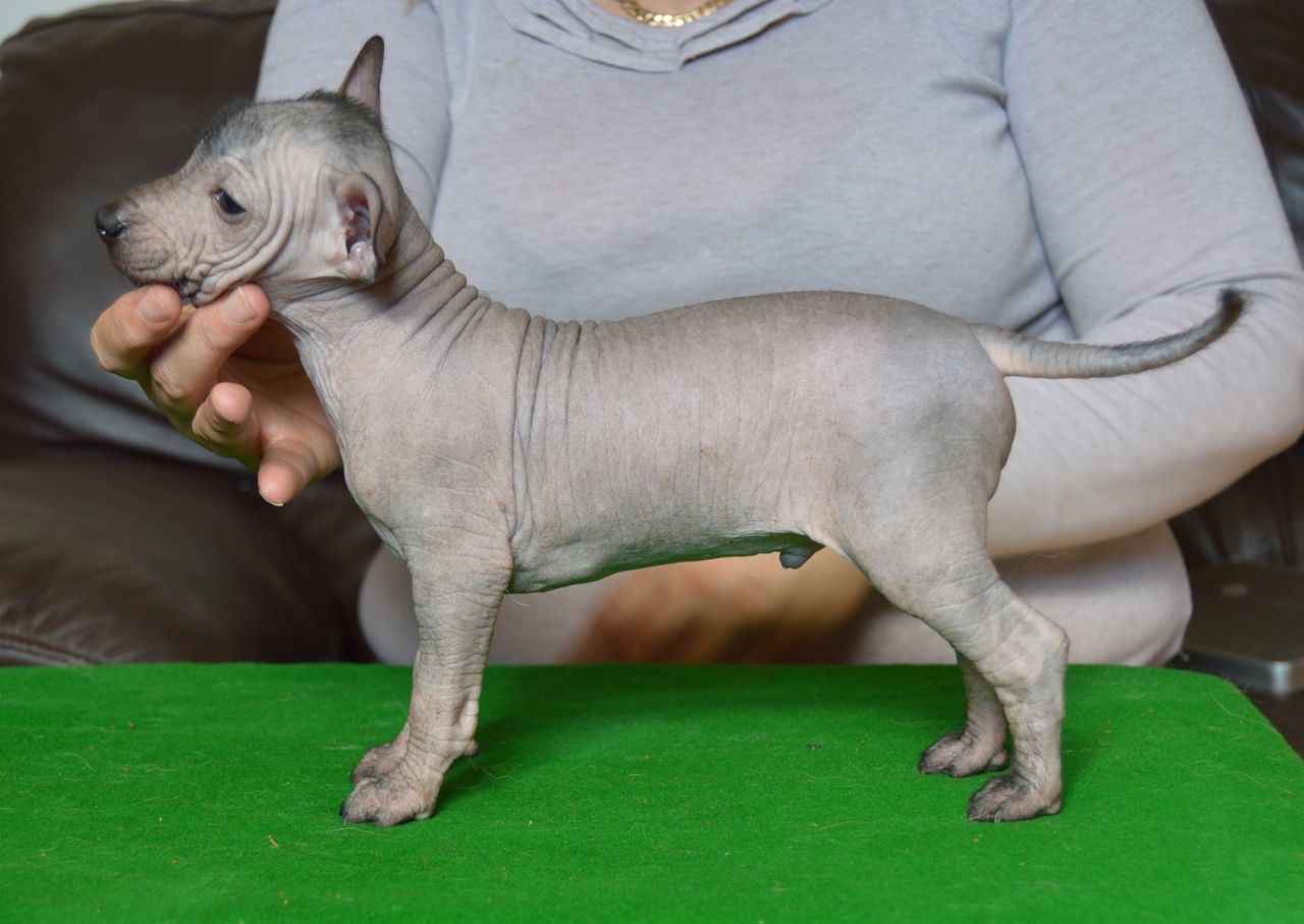 Mexican Hairless Puppies: Mexican Mexican Hairless Puppies Miniature Heanor Breed