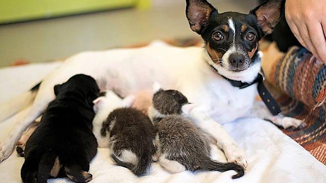 Miniature Fox Terrier Dog: Miniature Miniature Fox Terrier Gigi Adopts Motherless Kittens Breed