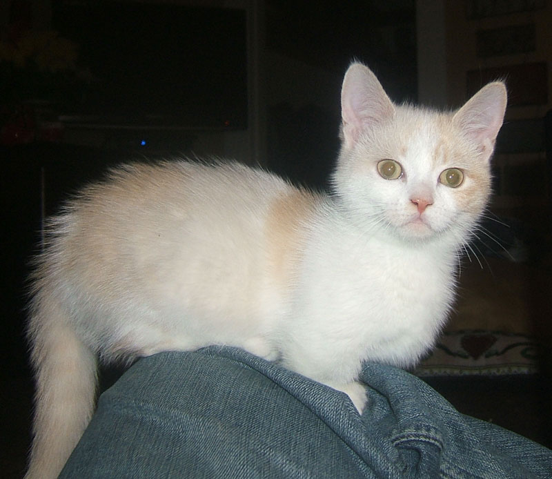 Minskin Kitten: Minskin Parents Breed