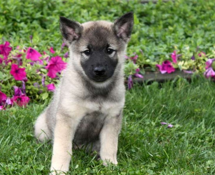 Norwegian Elkhound Dog: Norwegian Norwegian Elkhound Puppies Breed