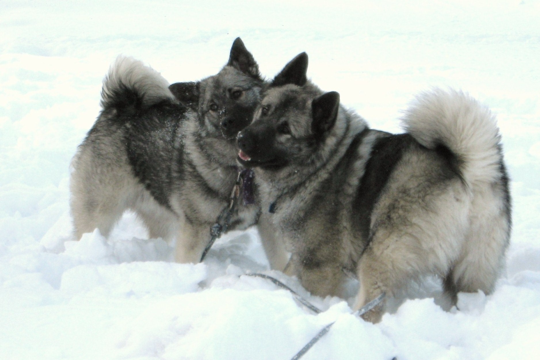 Norwegian Elkhound Dog: Norwegian Winter Norwegian Elkhound Dogs Breed