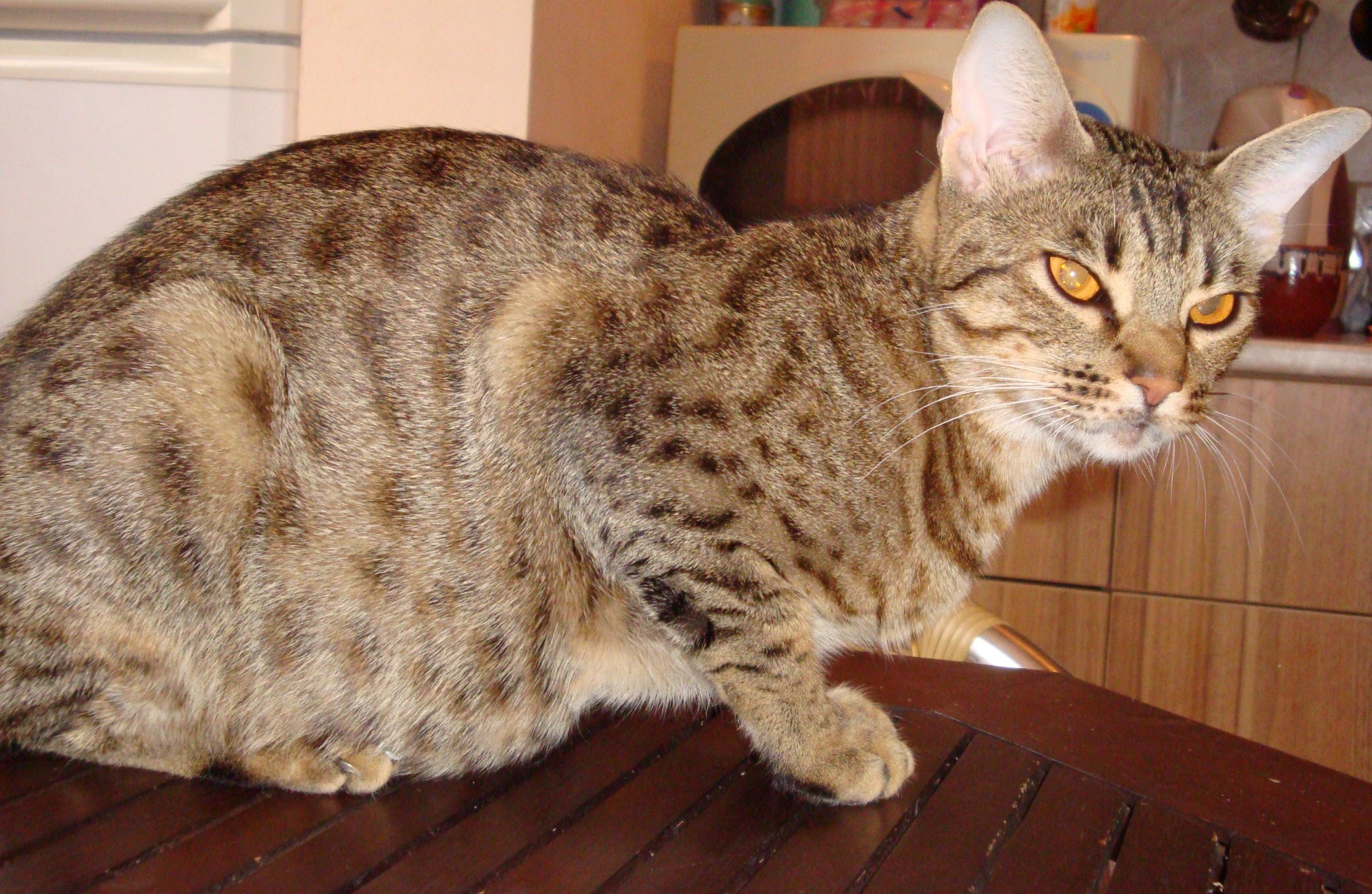 Ocicat Cat: Ocicat Ocicat Cat On The Table Breed
