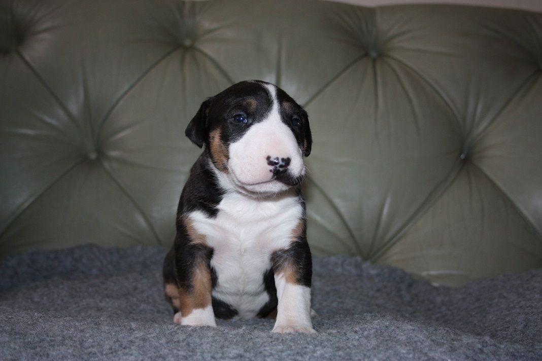 Old English Terrier Puppies: Old English Bull Terrier Puppies For Sale Halifax Breed