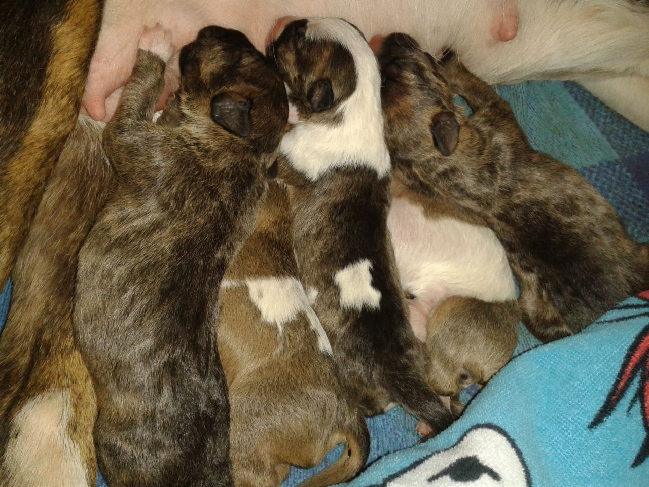 Old English Terrier Puppies: Old English Bull Terrier Puppies Maryport Breed