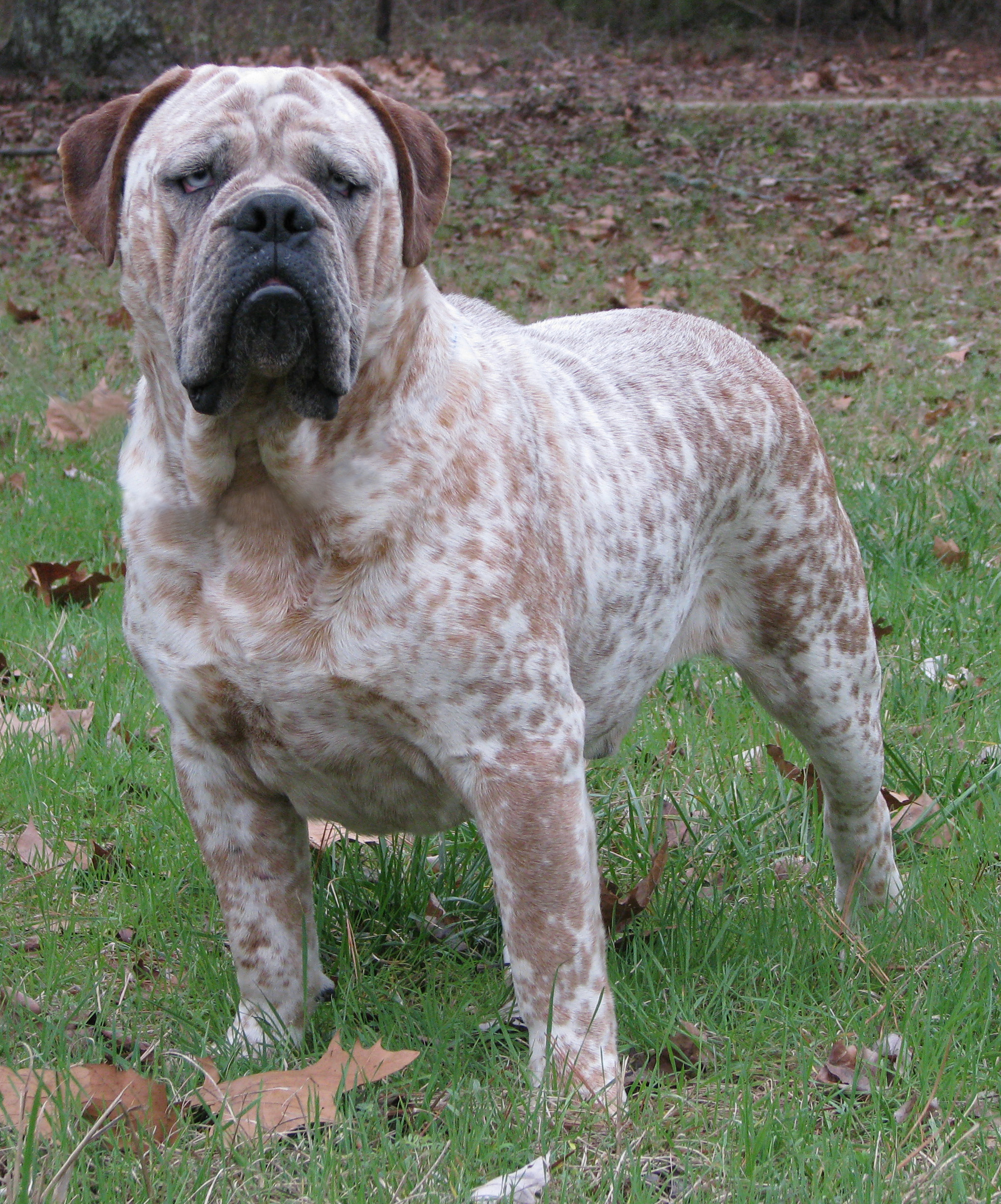 Olde English Bulldogge Dog: Olde Breed