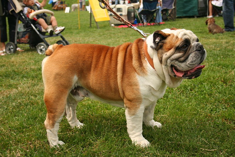 Olde English Bulldogge Dog: Olde English Bulldog Pricless Dog Breed