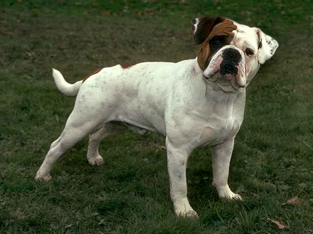 Olde English Bulldogge Dog: Olde Olde Eglish Bulldogge Breed