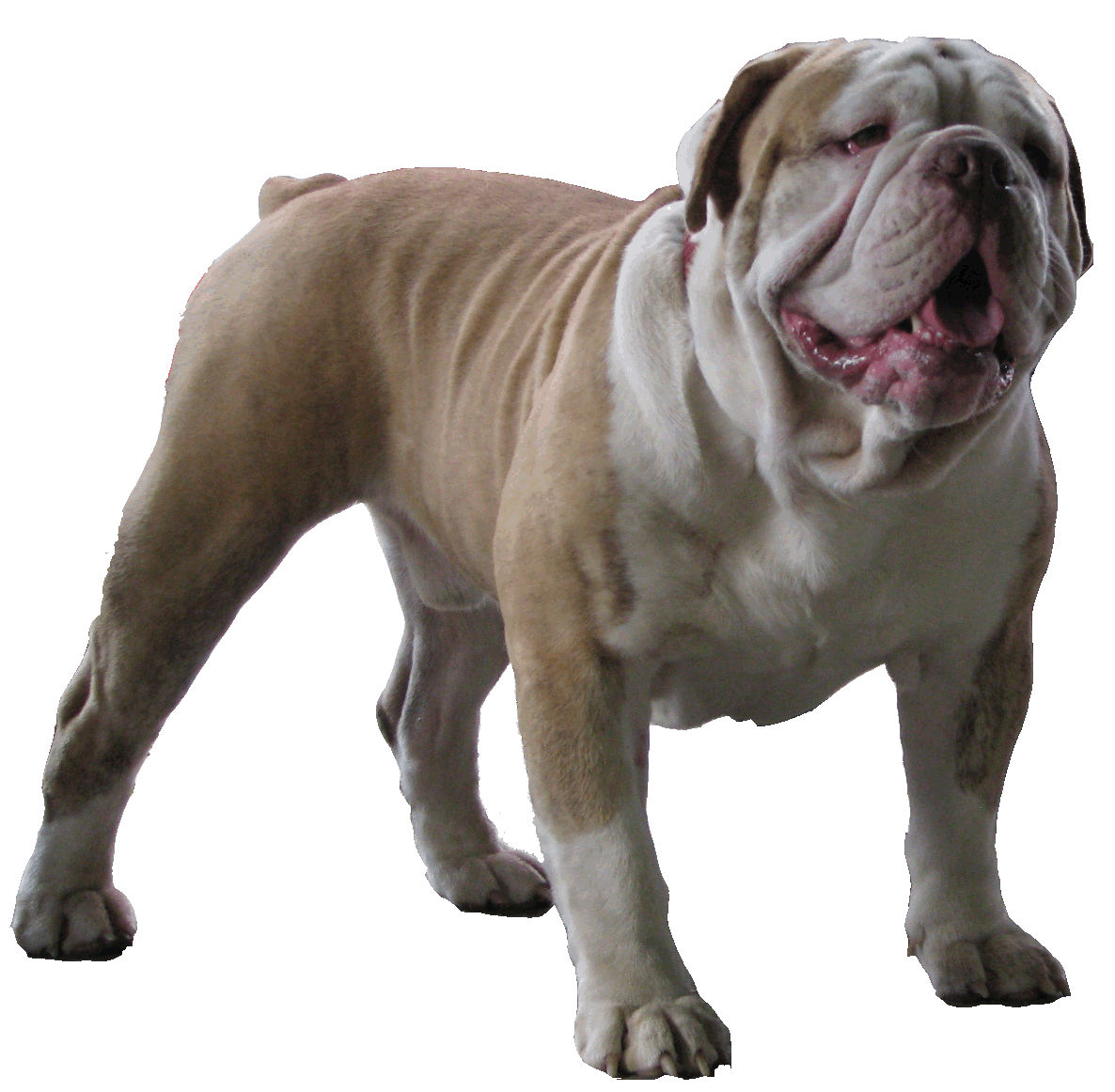 Olde English Bulldogge Dog: Olde Olde English Bulldogge Breed