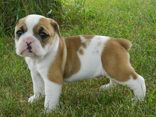 Olde English Bulldogge Dog: Olde Pictures Breed