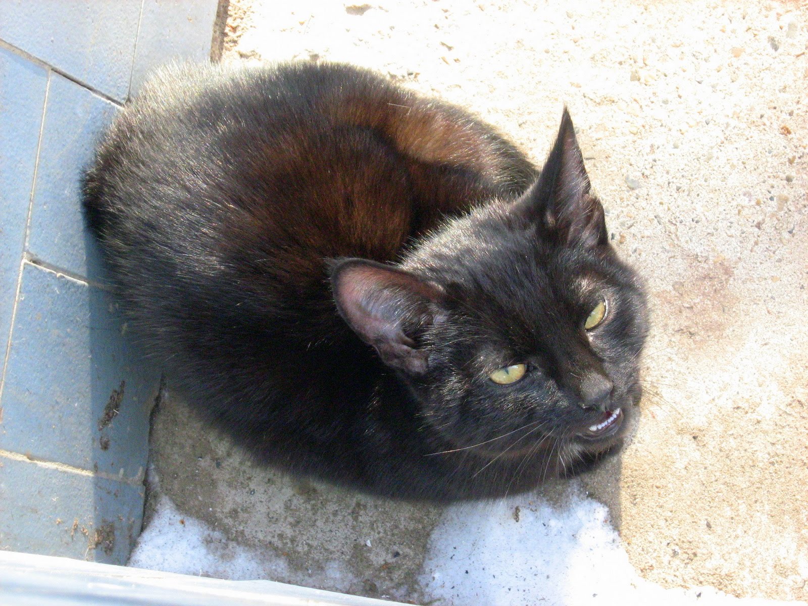 Russian Black Kitten: Poor Cold Pale Black Kitten Breed