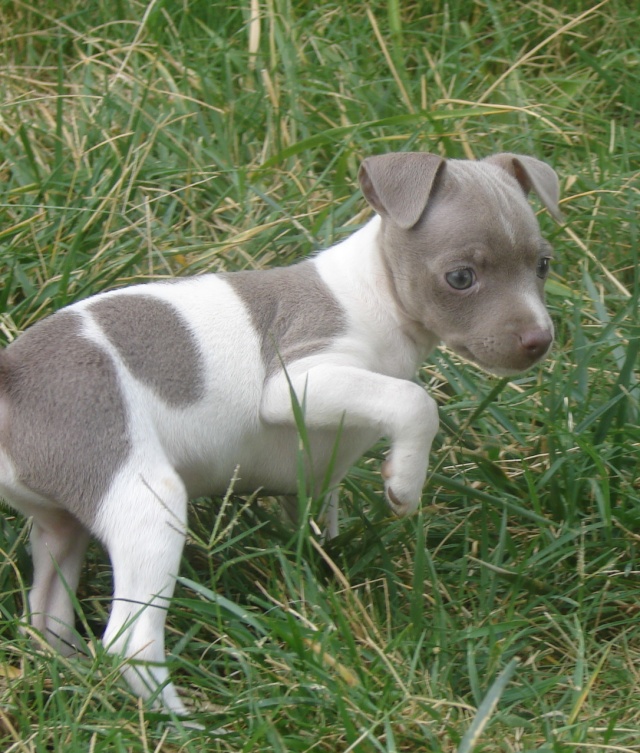 Rat Terrier Dog: Rat T Toy Rat Terrier Puppies Breed