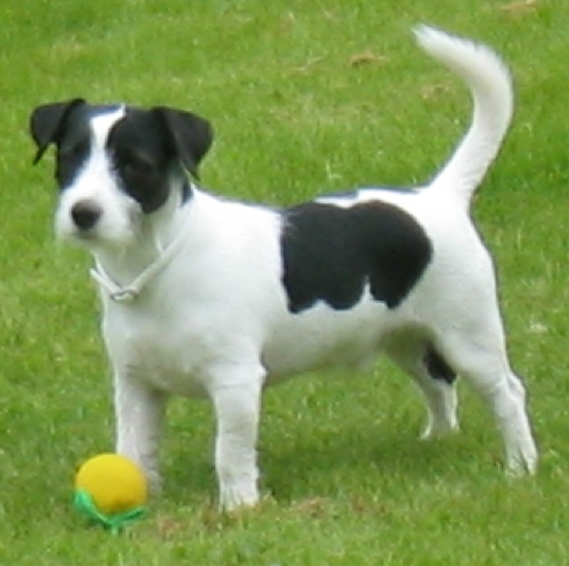 Russell Terrier Dog: Russell Jack Russell Terrier Dog Breed