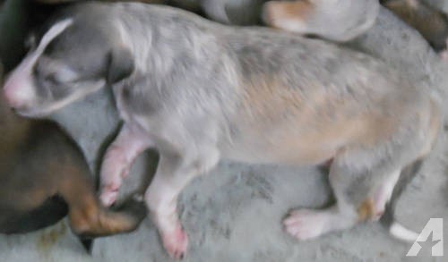 Russian tracker Puppies: Russian Borzoi Russian Wolfhound Puppies Breed