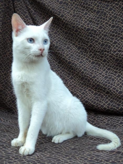 Russian White Cat: Russian Httpccsolxcompkcuiccccjpg Breed